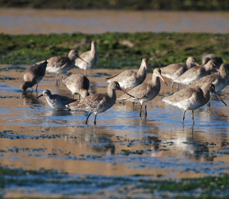 flock-of-black-tailed-godwit-square.jpg
