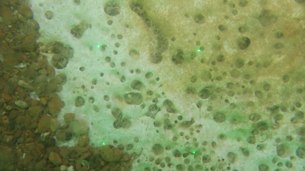 A nest area cleared by black bream