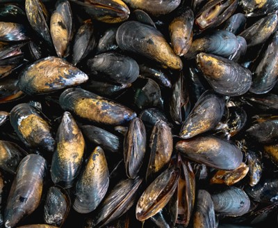 bay-mussels-400x327.jpg