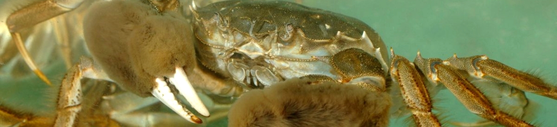 chinese-mitten-crab (1)