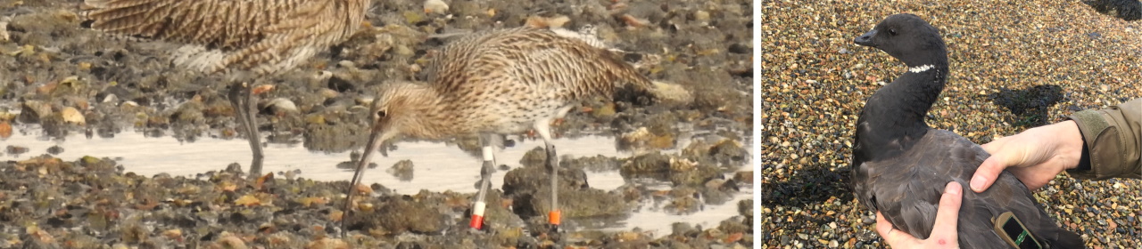 curlew-and-goose-gps-tagged (1)