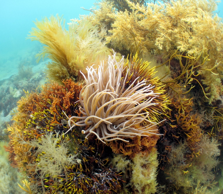 Marine Protected Area designation and management 