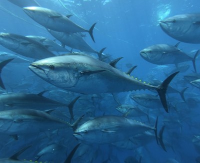 Identifying the economic value of bluefin tuna