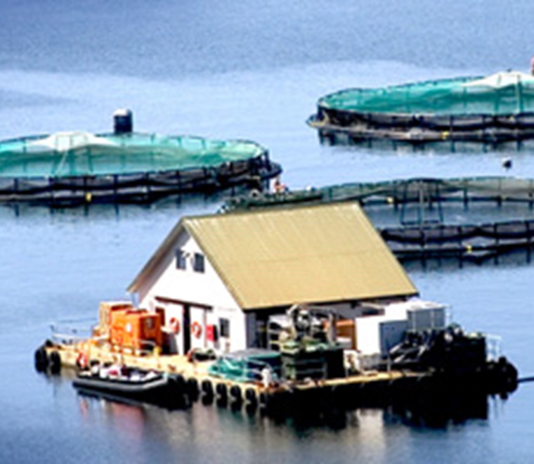 ABPmer and the Institute of Aquaculture to research if expanding mariculture is the greener option