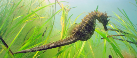 long-snouted-seahorse-thumbnail.jpg