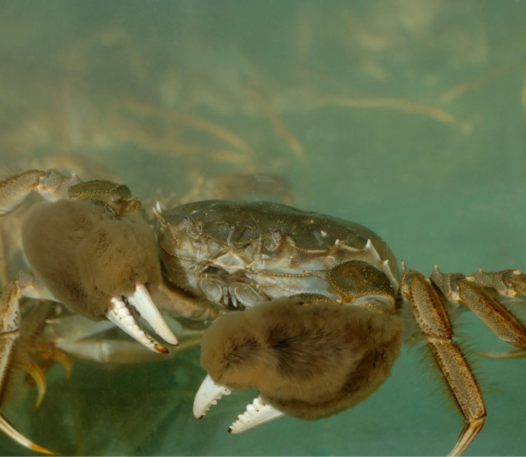 Marine biosecurity planning protecting against invasive non-native species