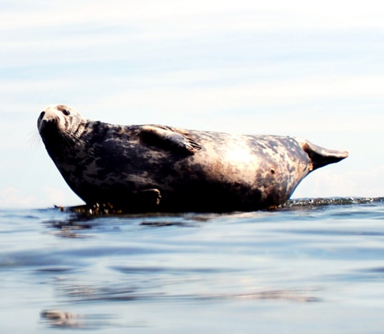 A call for underwater noise assessment guidance