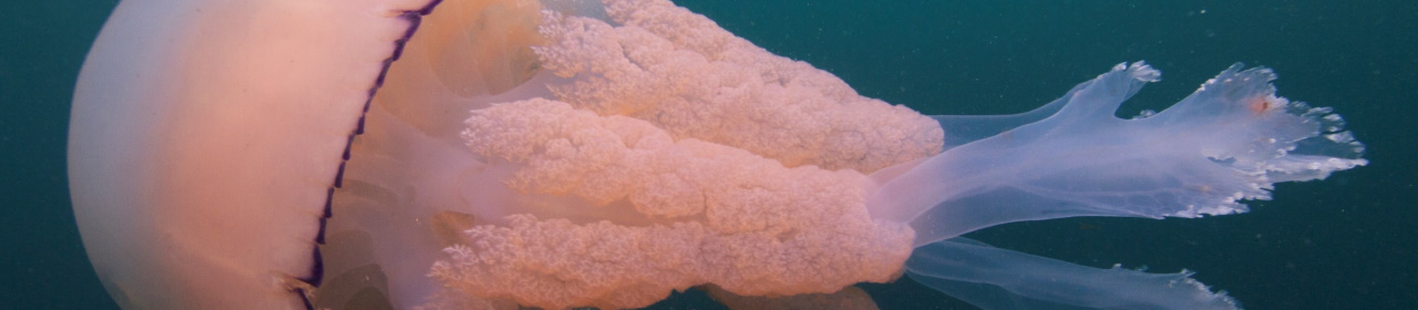 a-pink-barrel-jellyfish (1)