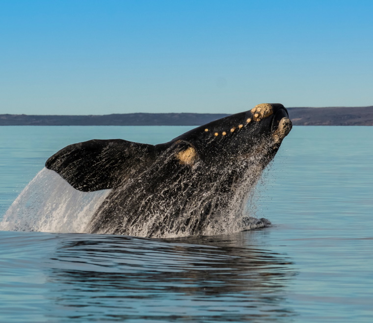 10 things you didnt know about right whales