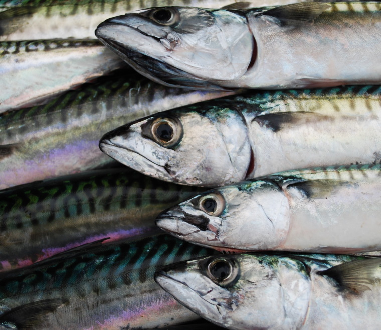 ABPmer to speak on Brexit impact at Scottish Seafood Summit