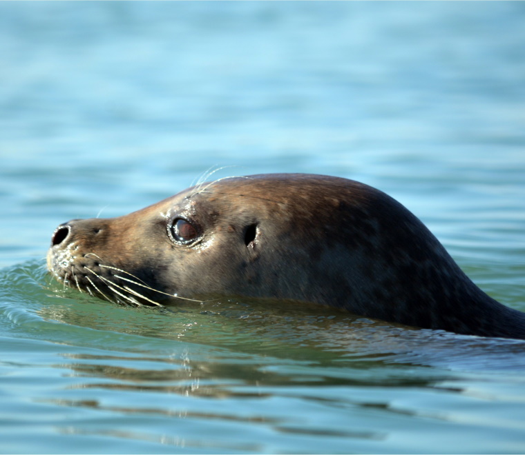 Report published Seal deterrent trials to reduce fishermens catch depredation