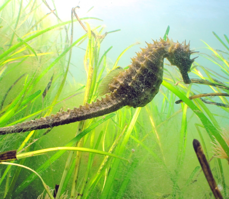 Crystal clear or just as murky new guidance for WFD assessments