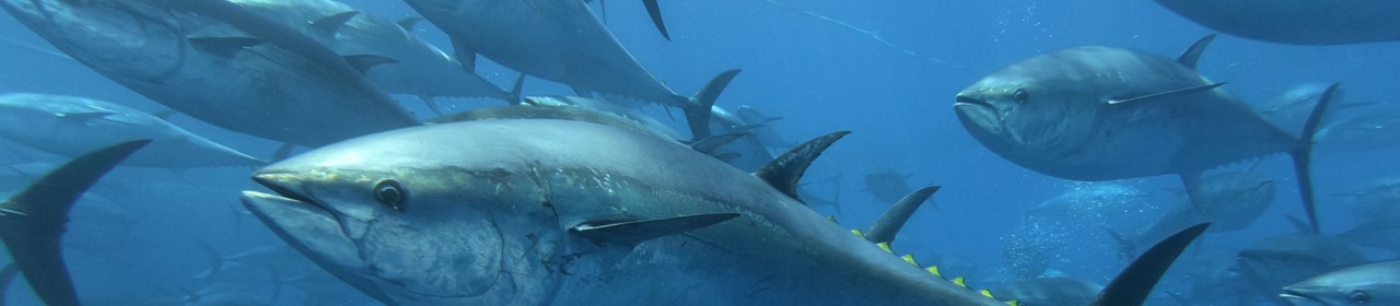 school-of-bluefin-tuna-1280x280.jpg