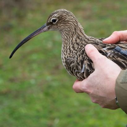 Maintenance Dredge Post Consent Monitoring