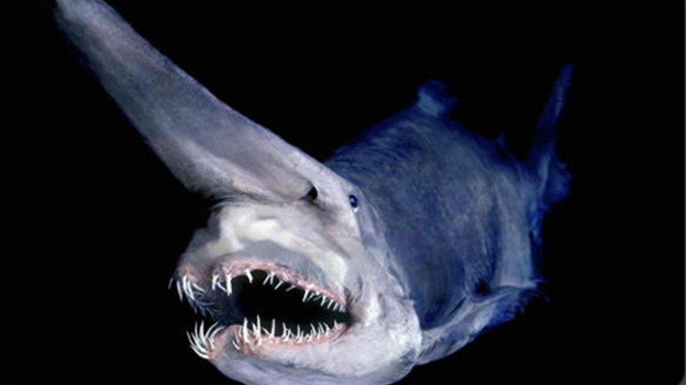 Goblin shark