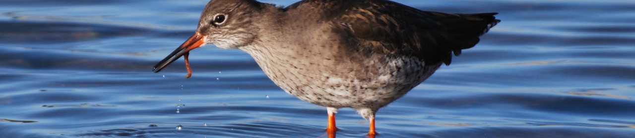Pontoon waterbird disturbance monitoring