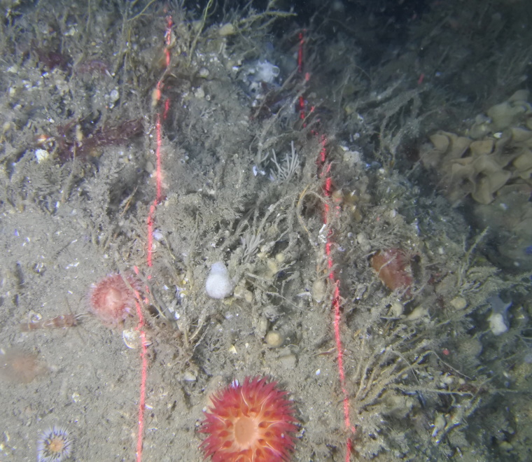 Enhancing marine ecosystems options review