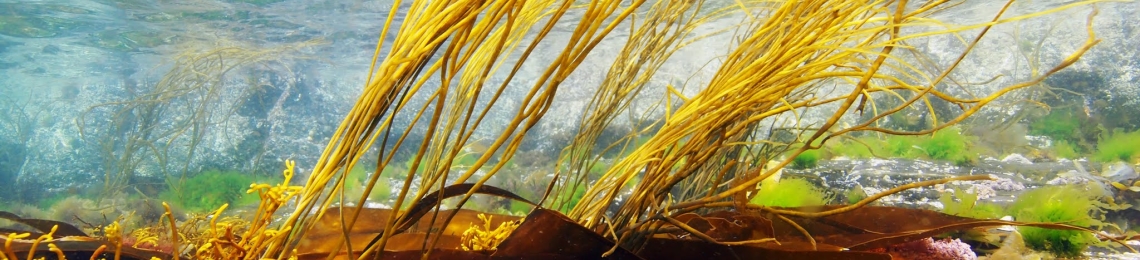 seagrass (11)