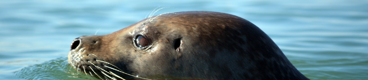 a-photo-of-a-common-seal (3)