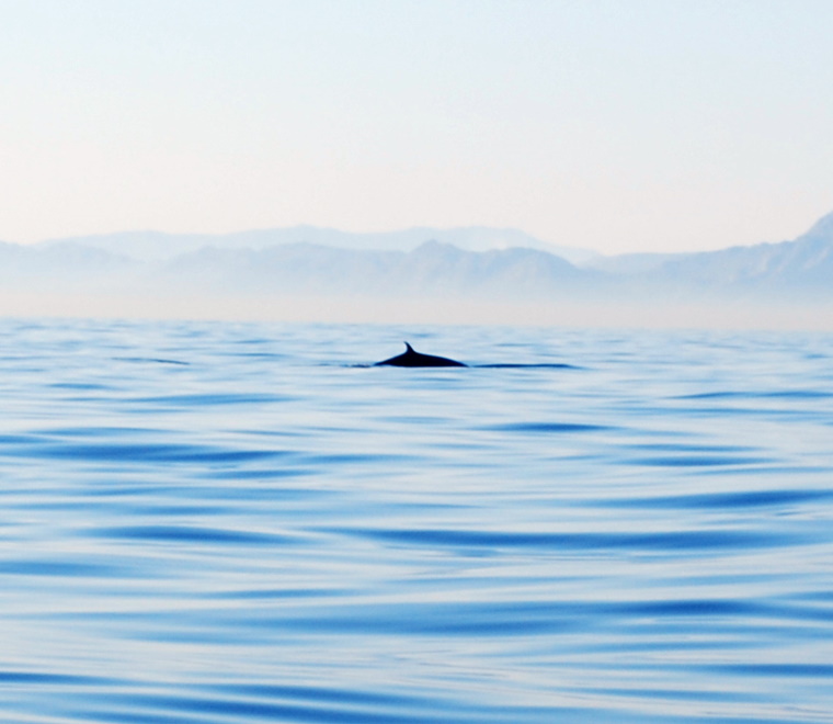 whale-distance-seascape-square.jpg